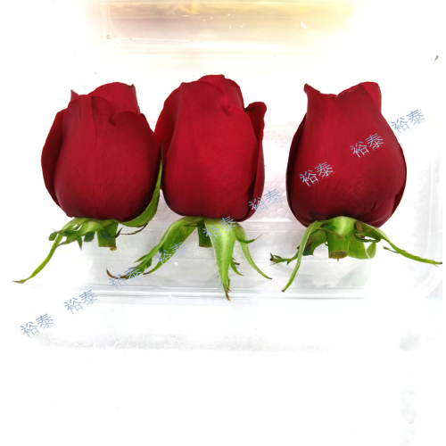 大玫瑰（3朵25g盒）